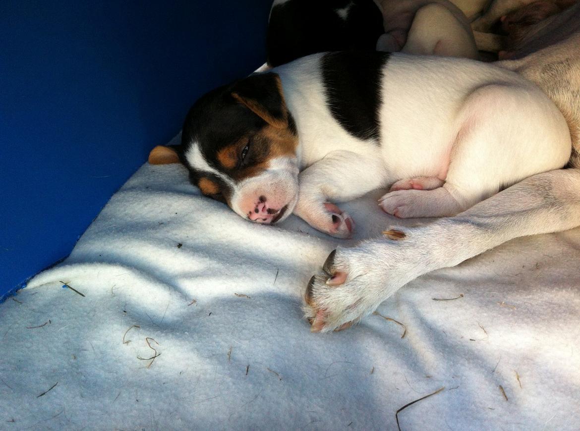 Blanding af racer Ronja billede 14