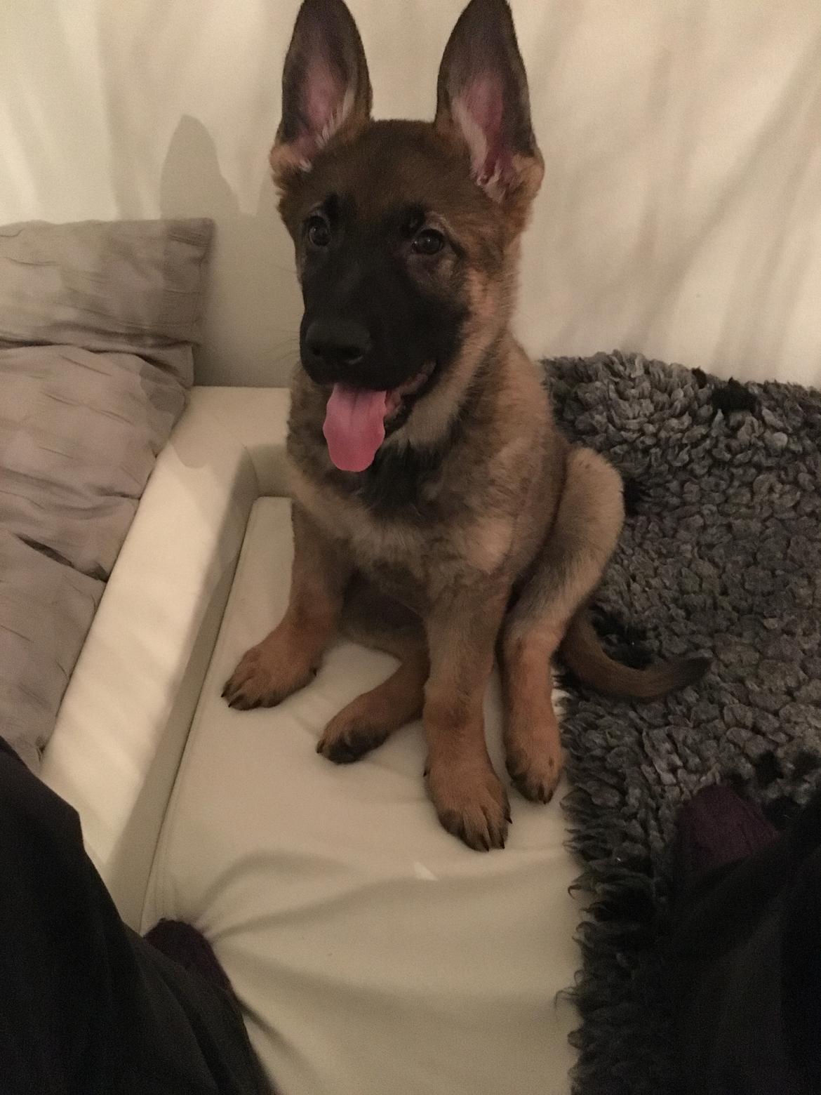 Schæferhund Gunner billede 1