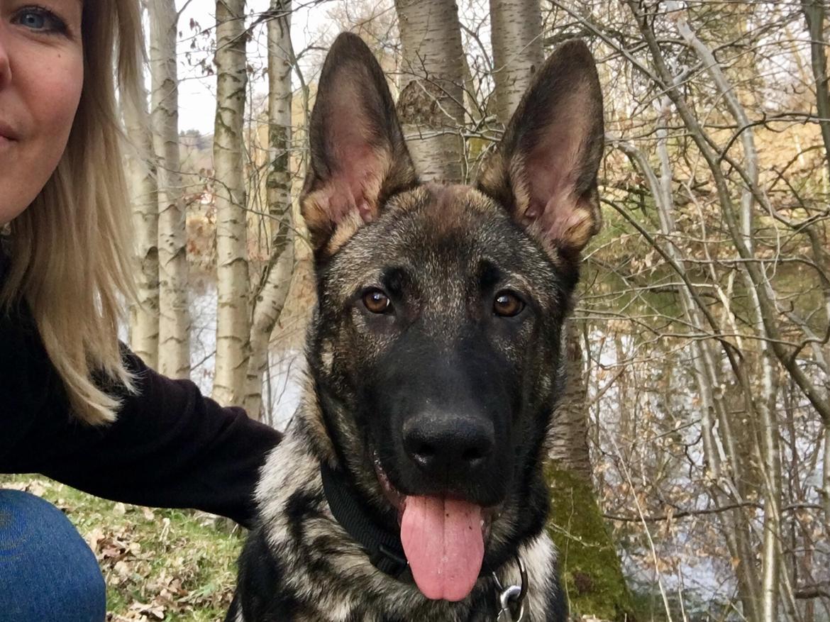 Schæferhund Gunner billede 4