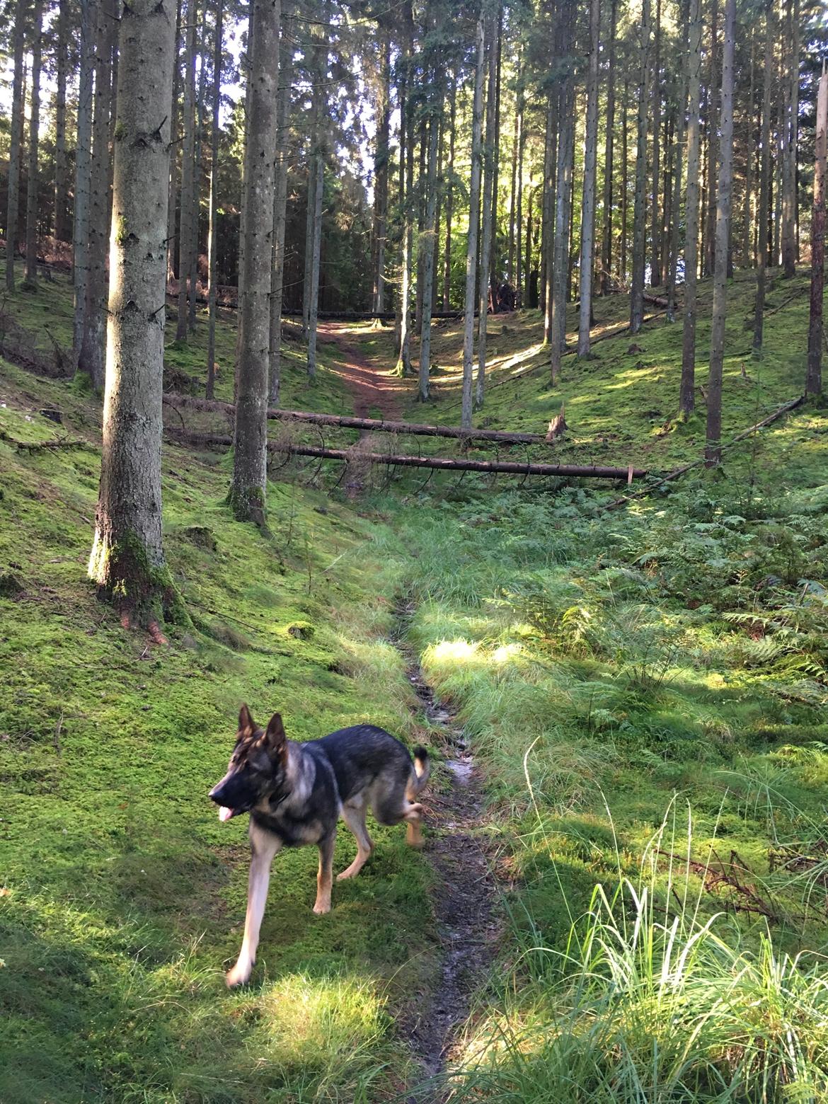 Schæferhund Gunner billede 9