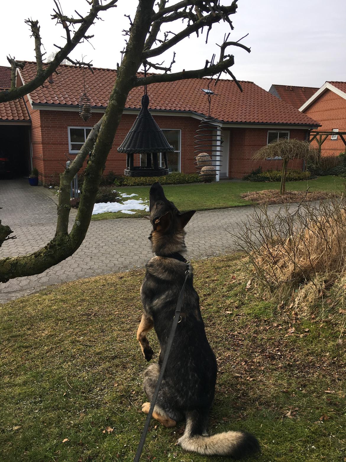 Schæferhund Gunner billede 10