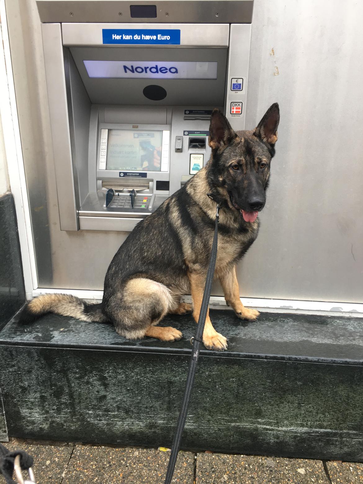 Schæferhund Gunner billede 13