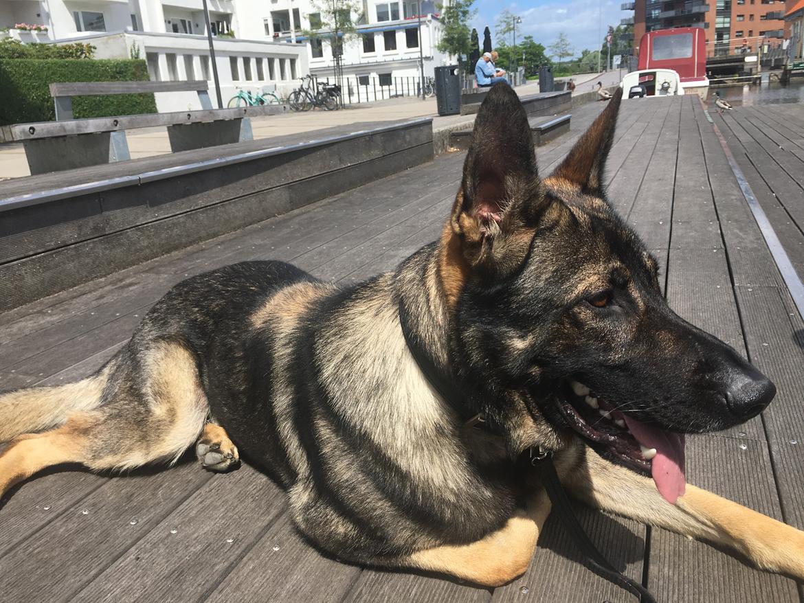 Schæferhund Gunner billede 16