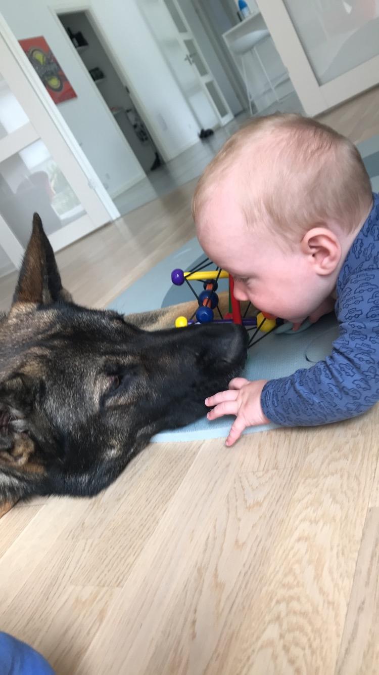 Schæferhund Gunner billede 17