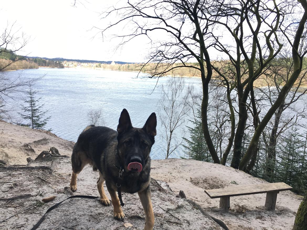 Schæferhund Gunner billede 14