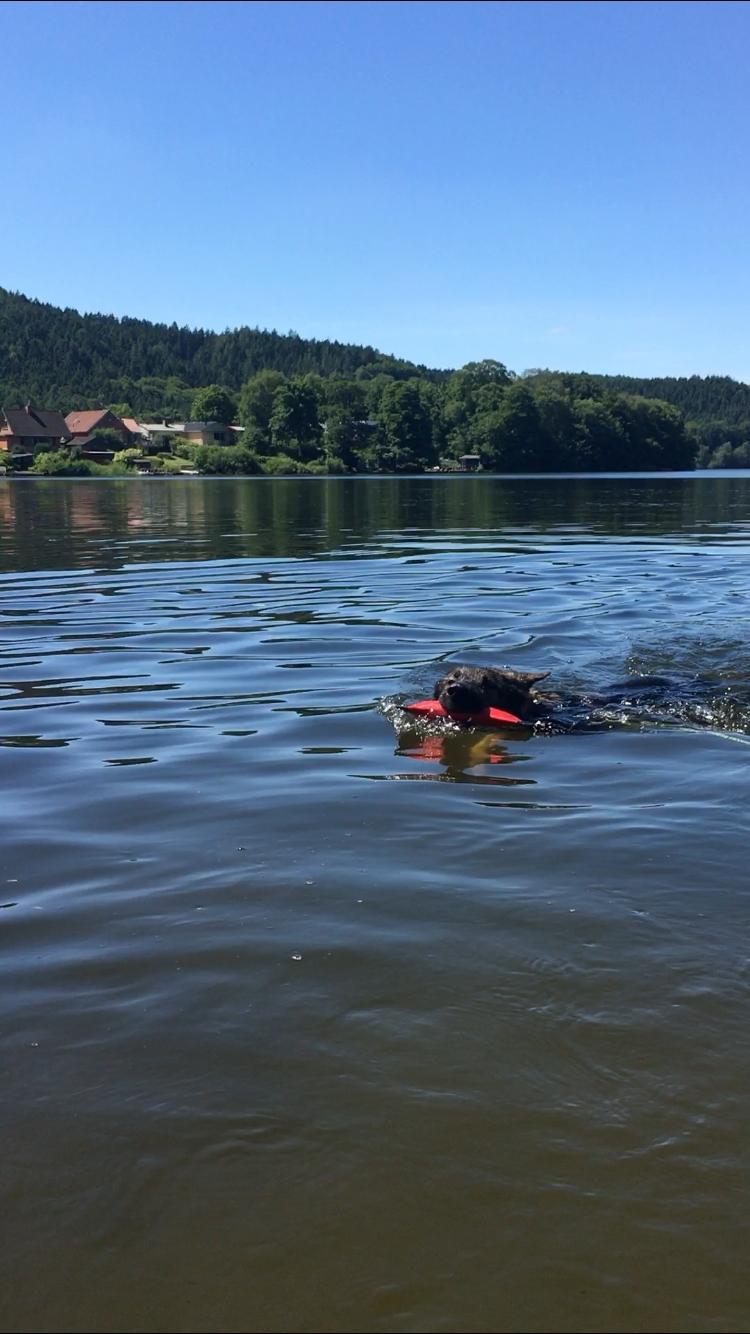 Schæferhund Gunner billede 19