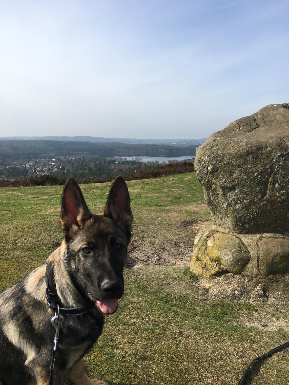 Schæferhund Gunner billede 20