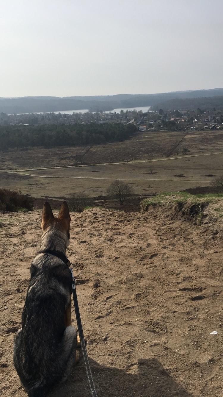 Schæferhund Gunner billede 21