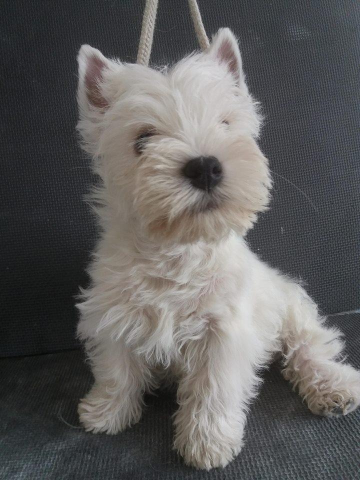 West highland white terrier Murphy billede 2