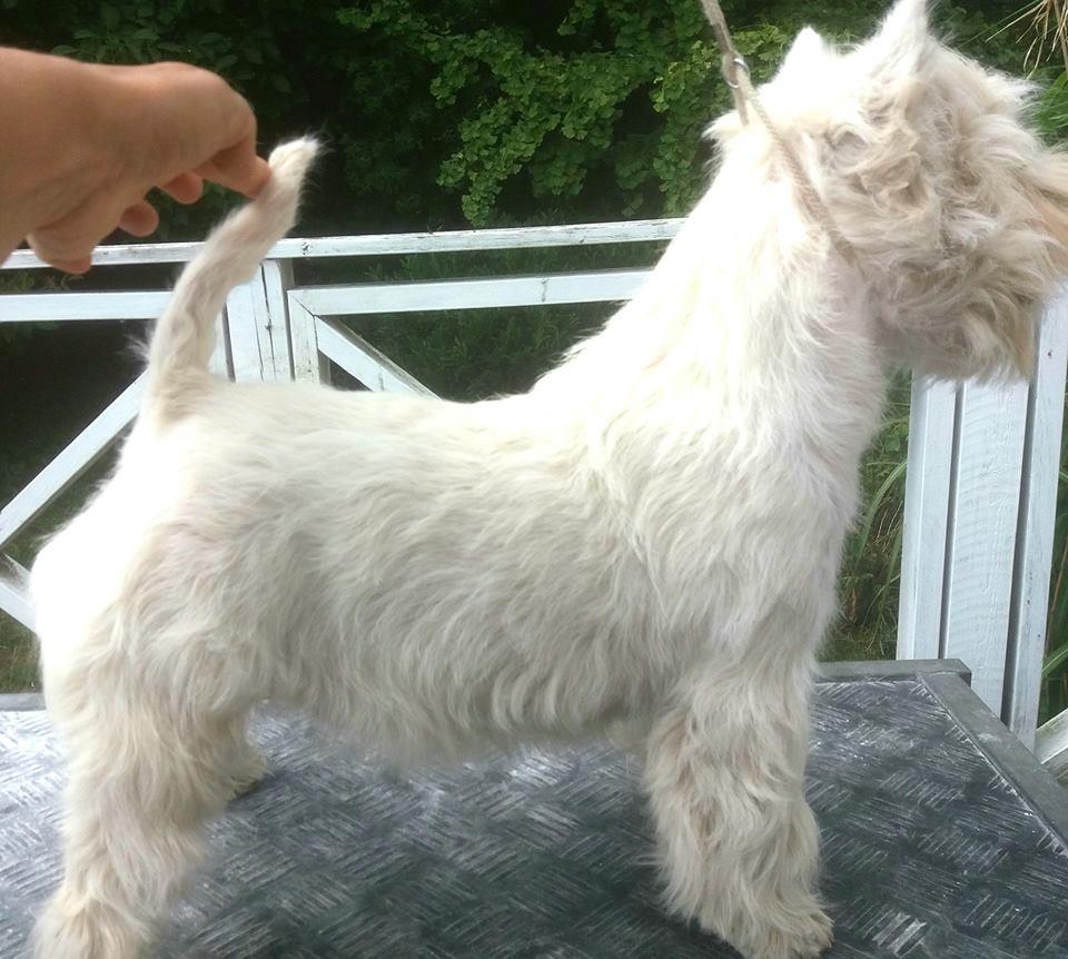 West highland white terrier Murphy billede 1