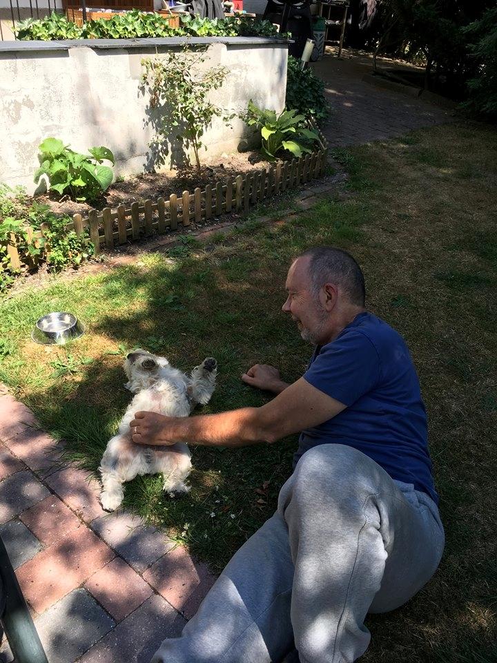 West highland white terrier Murphy billede 3