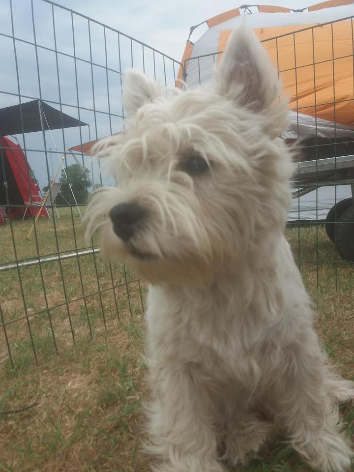 West highland white terrier Murphy billede 4