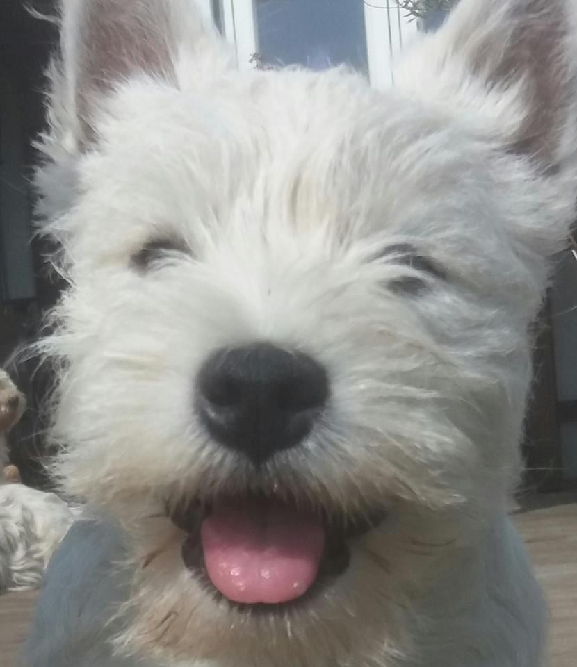 West highland white terrier Murphy billede 5
