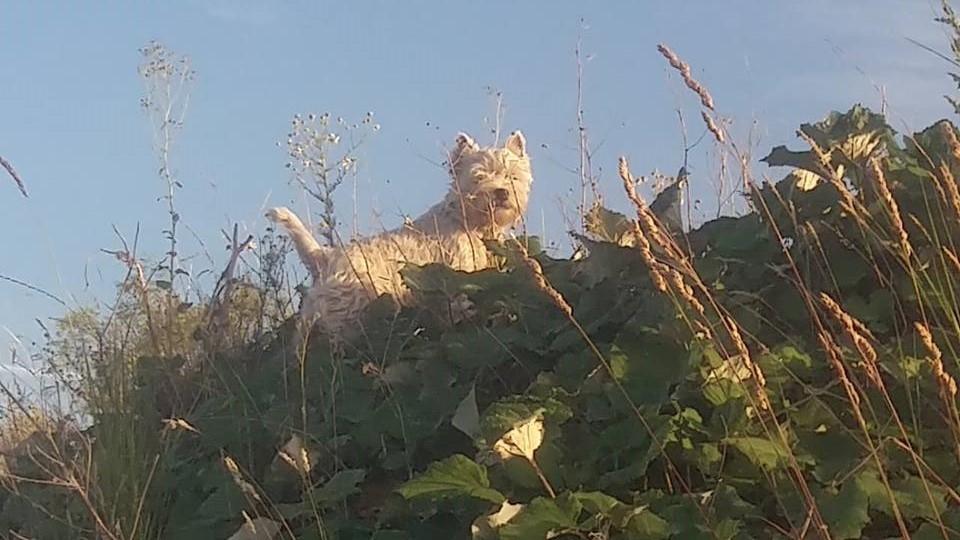 West highland white terrier Murphy billede 6