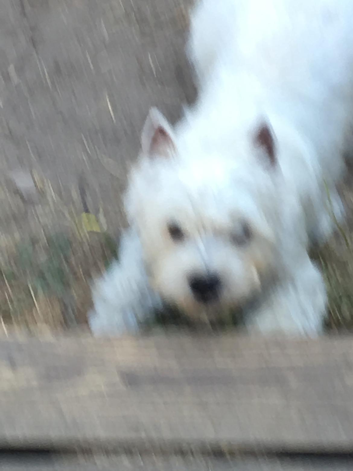 West highland white terrier Murphy billede 8