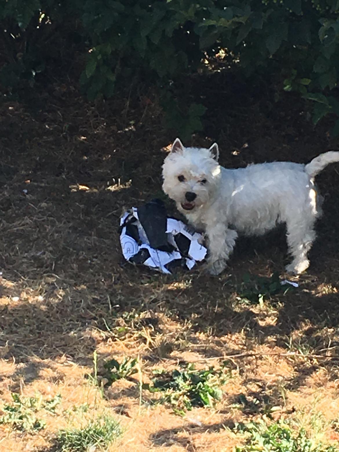 West highland white terrier Murphy billede 9