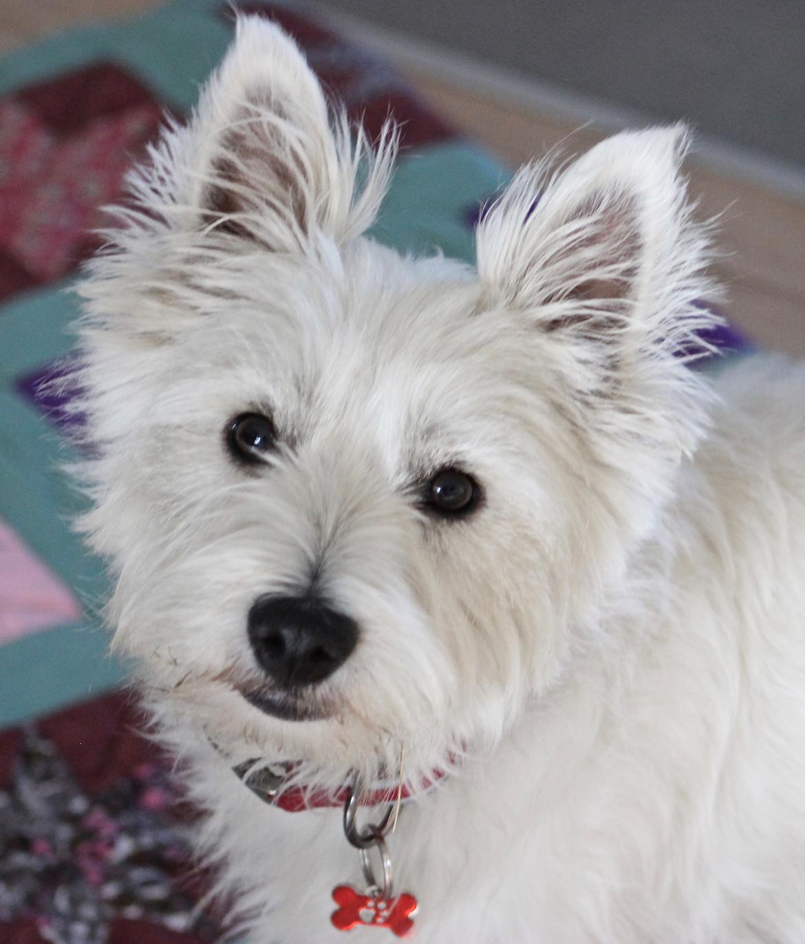 West highland white terrier Saga billede 1