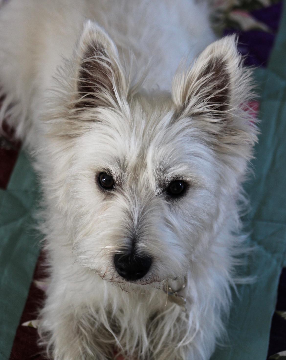 West highland white terrier Saga billede 3