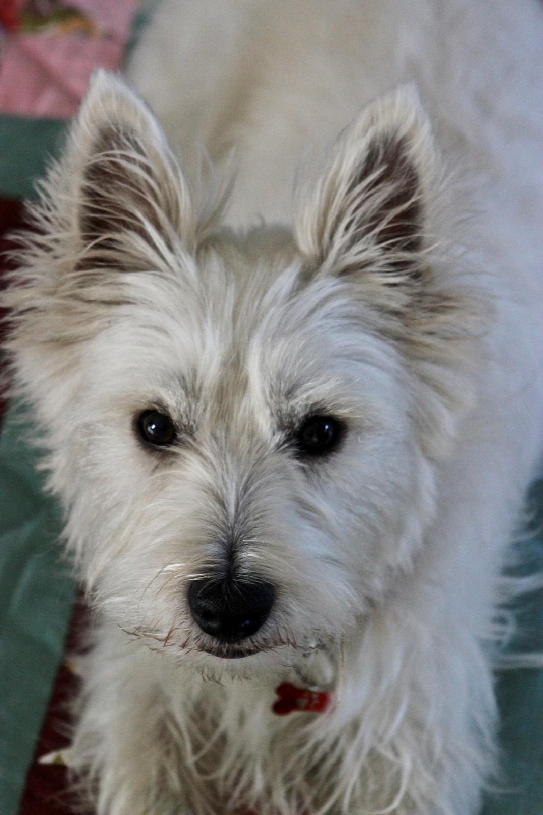 West highland white terrier Saga billede 4