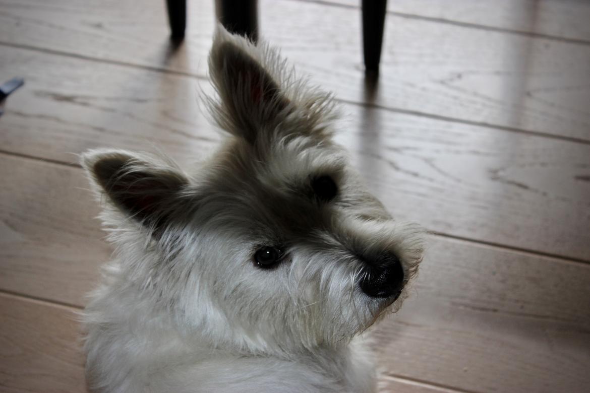 West highland white terrier Saga billede 5