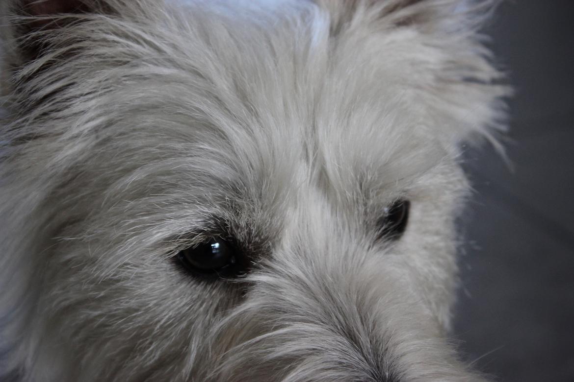 West highland white terrier Saga billede 6