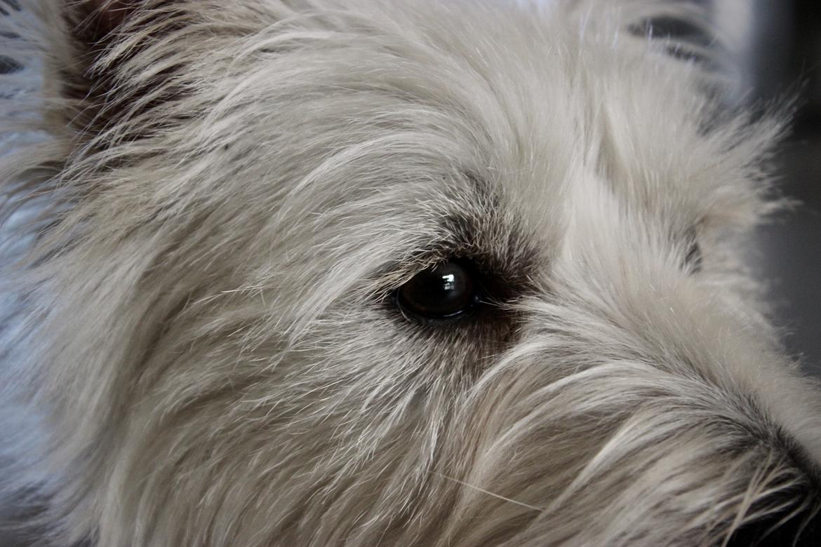 West highland white terrier Saga billede 7