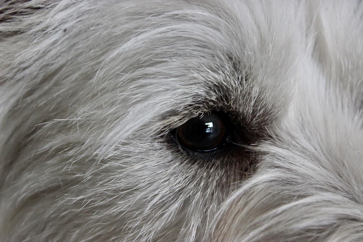 West highland white terrier Saga billede 8