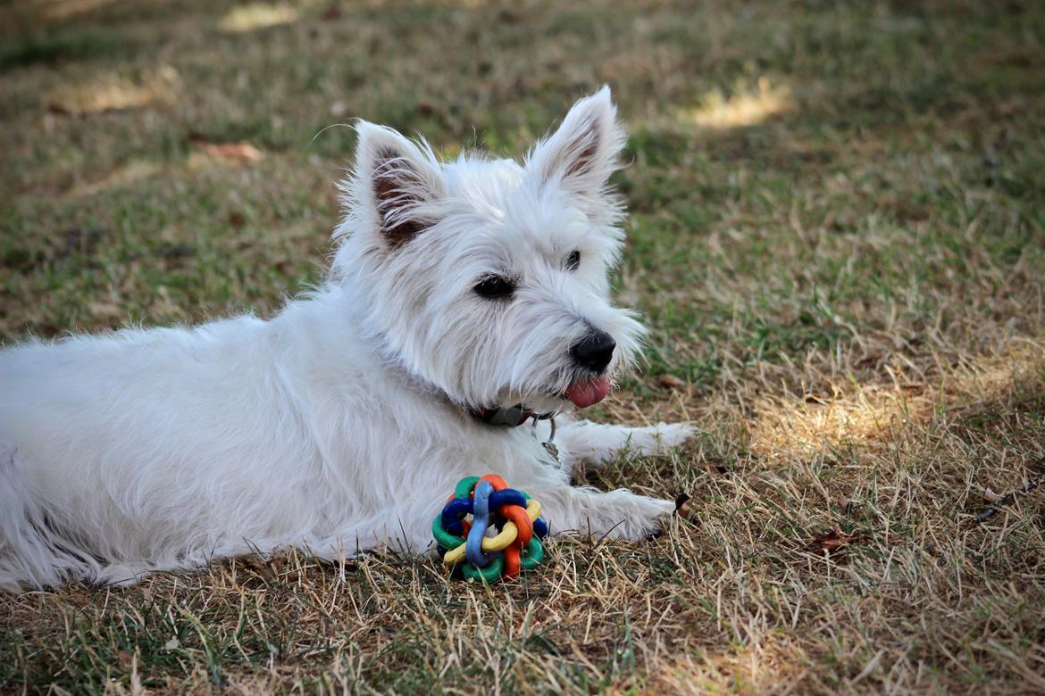West highland white terrier Saga billede 9