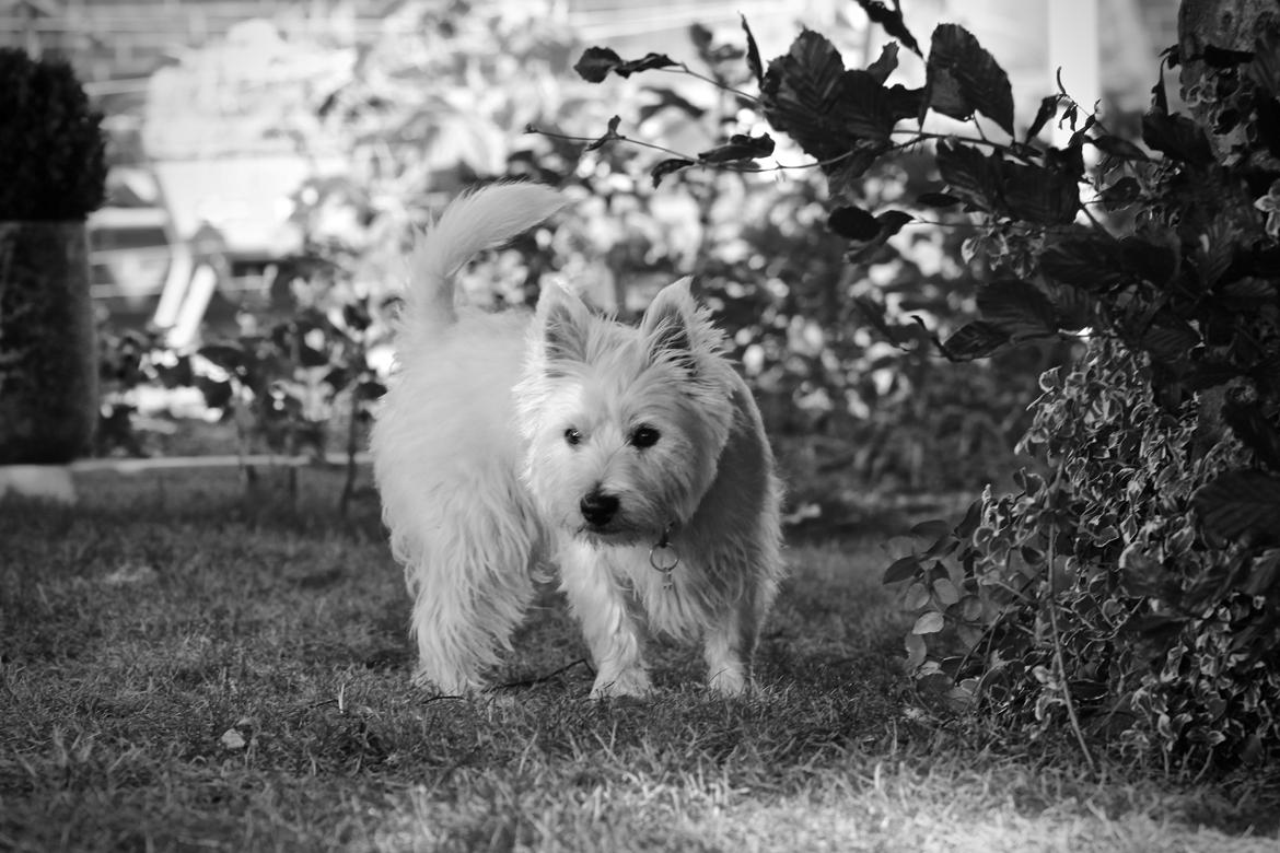 West highland white terrier Saga billede 10
