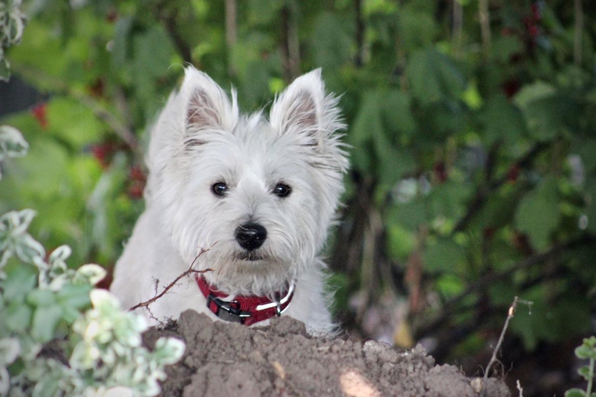 West highland white terrier Saga billede 11