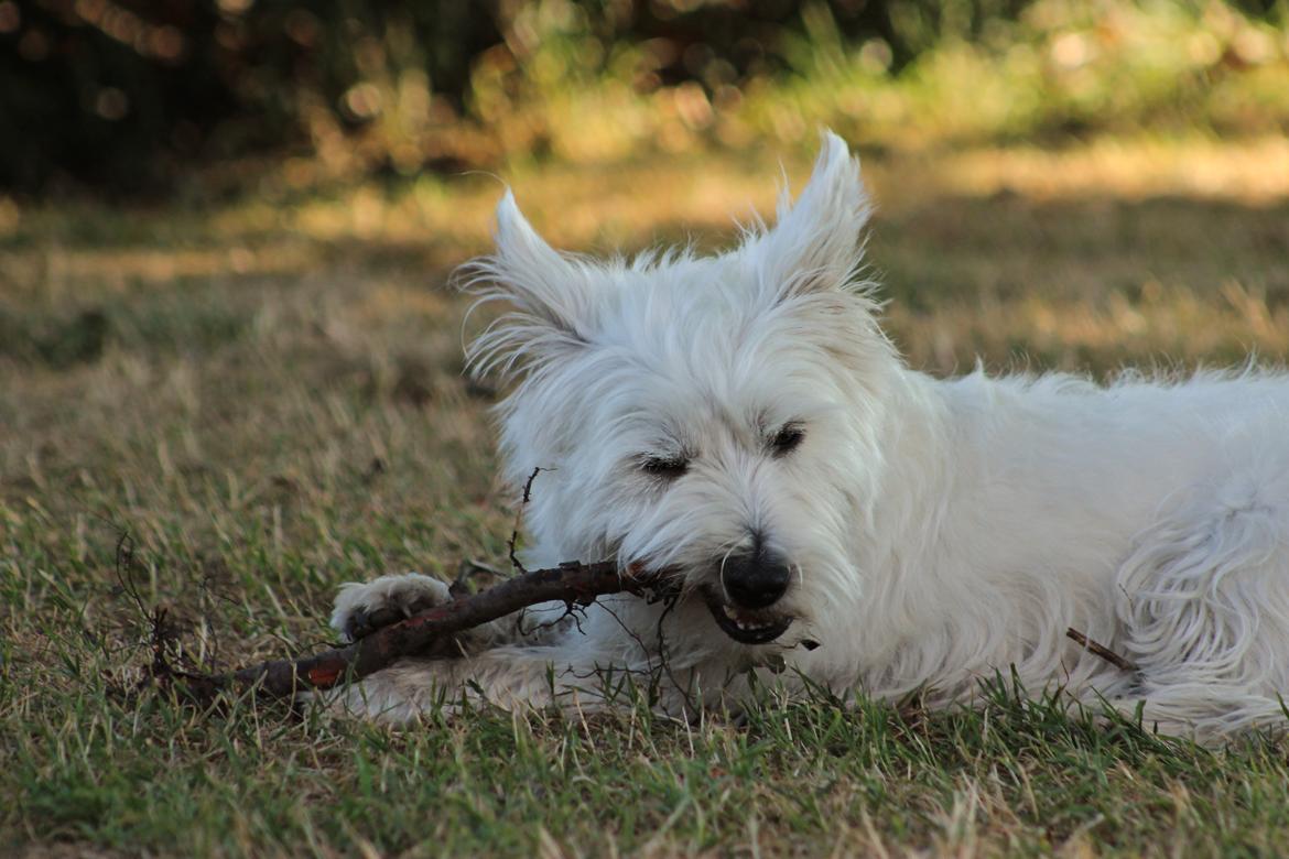 West highland white terrier Saga billede 13