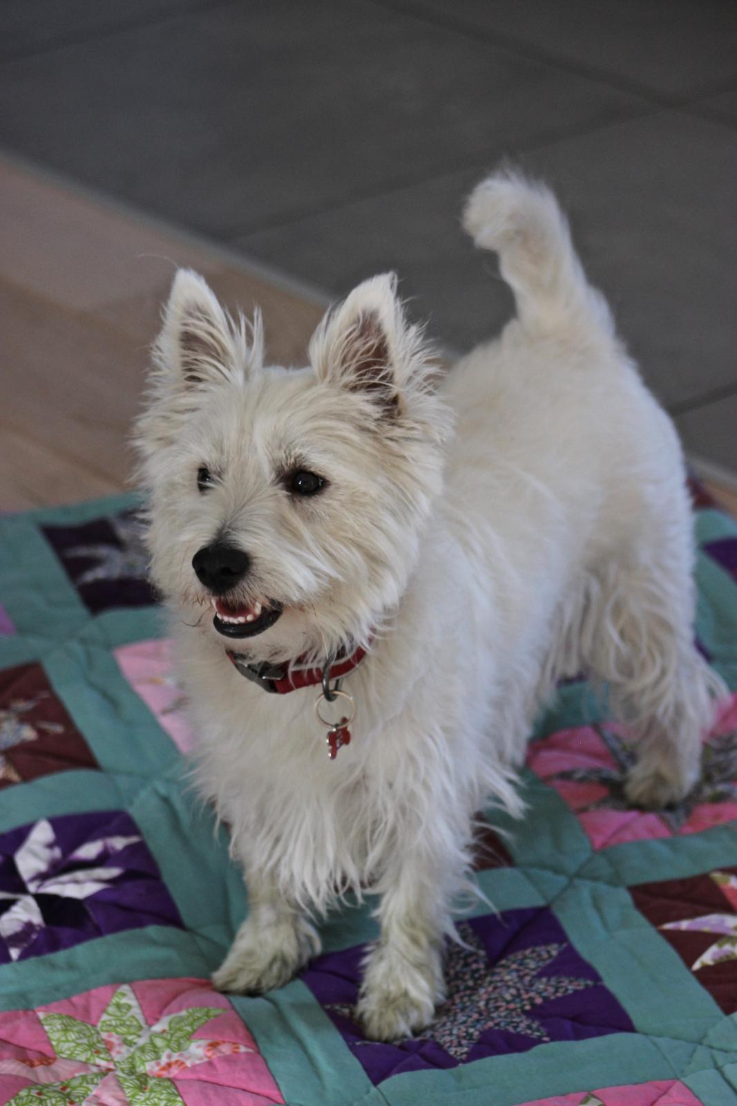 West highland white terrier Saga billede 2