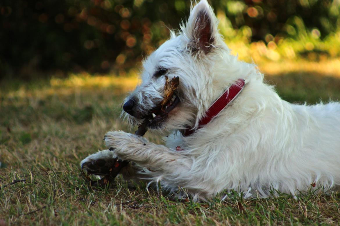 West highland white terrier Saga billede 14