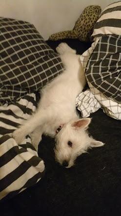 West highland white terrier Saga billede 15