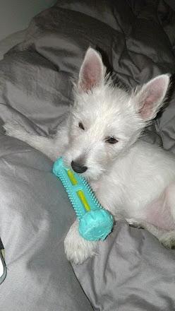 West highland white terrier Saga billede 17