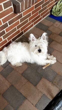 West highland white terrier Saga billede 18