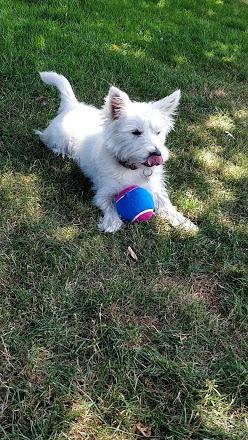 West highland white terrier Saga billede 19