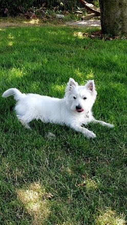 West highland white terrier Saga billede 20