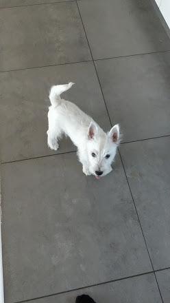 West highland white terrier Saga billede 22