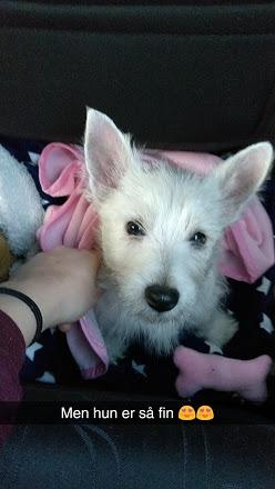 West highland white terrier Saga billede 24