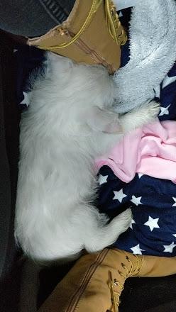 West highland white terrier Saga billede 25