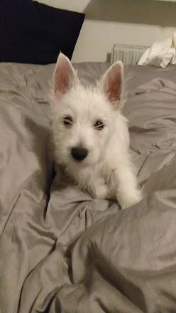 West highland white terrier Saga billede 26