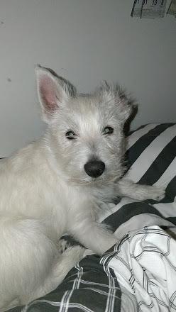 West highland white terrier Saga billede 28