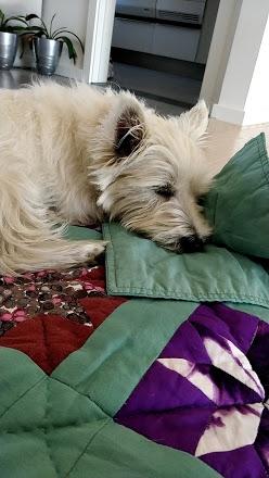 West highland white terrier Saga billede 31