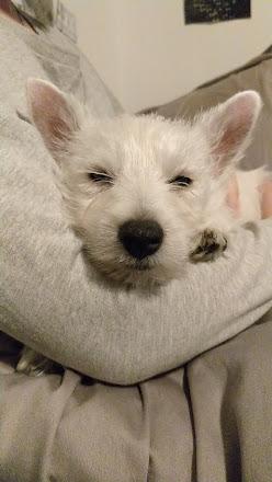 West highland white terrier Saga billede 32