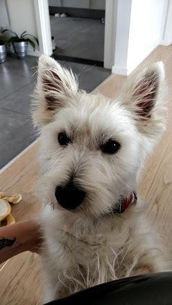 West highland white terrier Saga billede 35