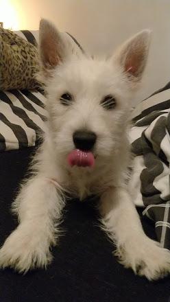 West highland white terrier Saga billede 36