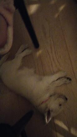 West highland white terrier Saga billede 37