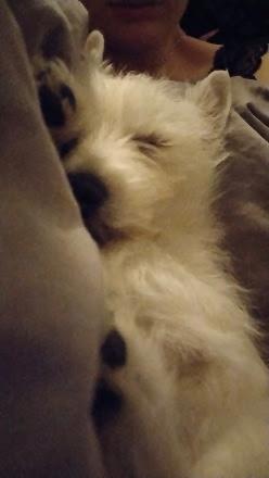 West highland white terrier Saga billede 43