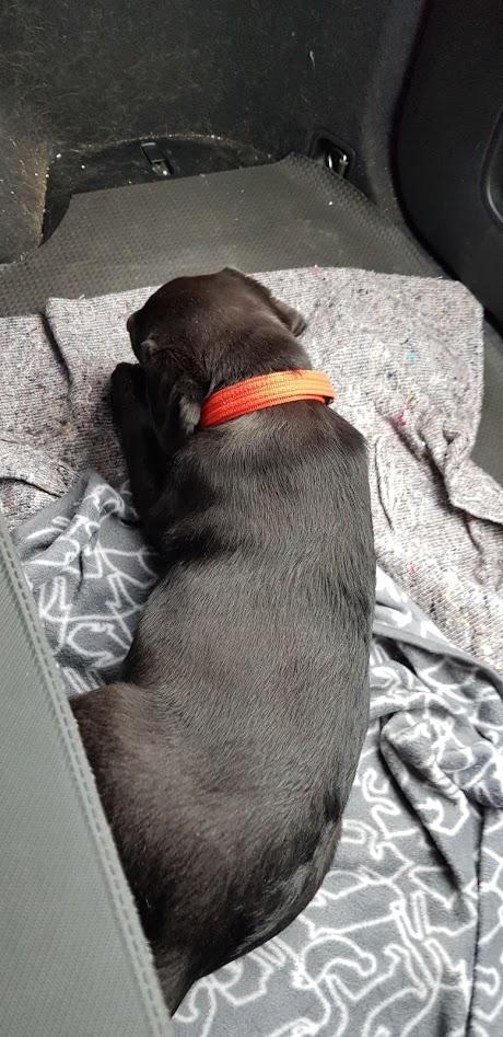 Labrador retriever Pinnmoors Perry Tequila - På vej hjem i bilen. Med okseøre billede 1